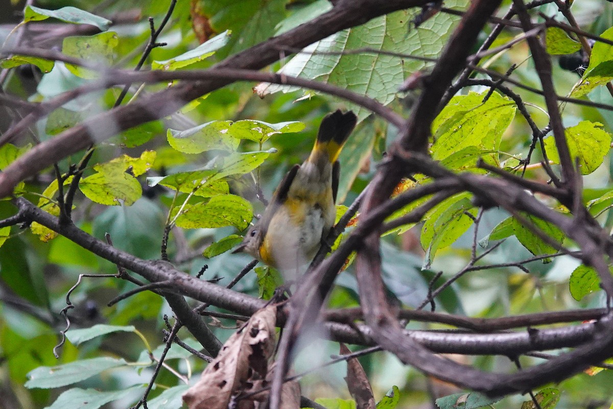 American Redstart - ML642438112