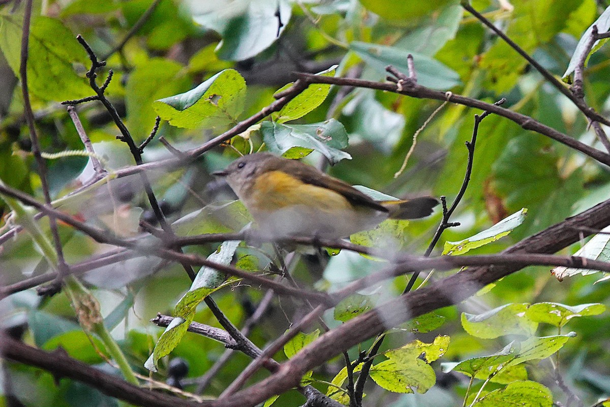 American Redstart - ML642438113