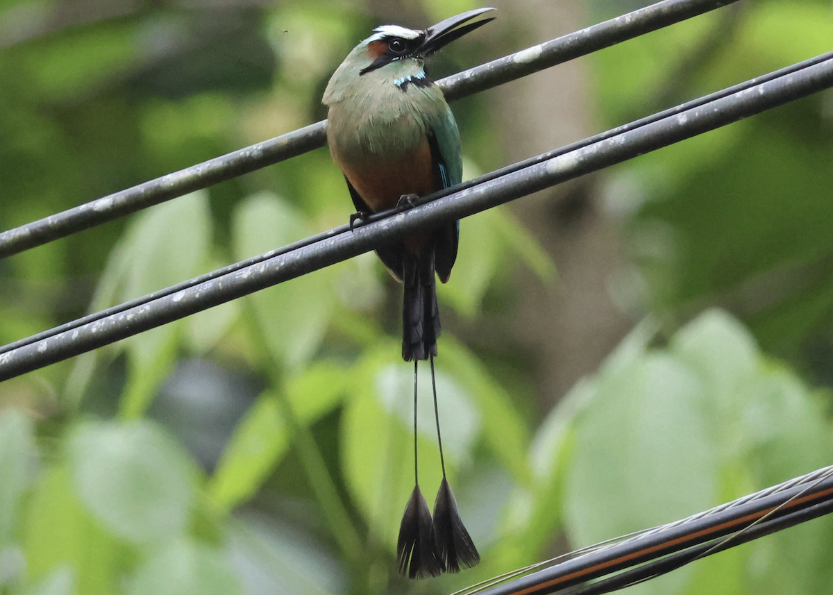 Turquoise-browed Motmot - ML642438119