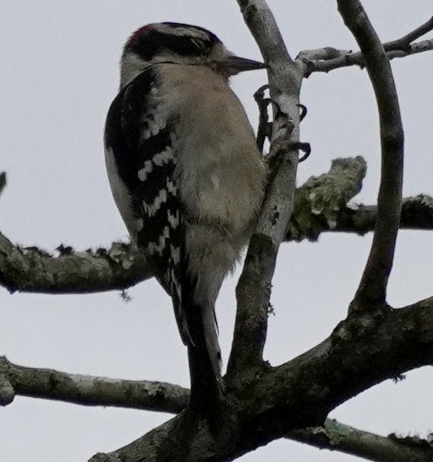 Downy Woodpecker - ML642438121