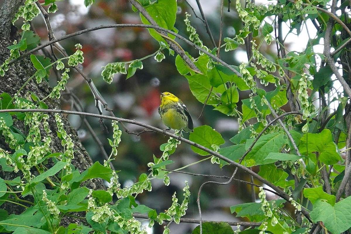 Black-throated Green Warbler - ML642438126