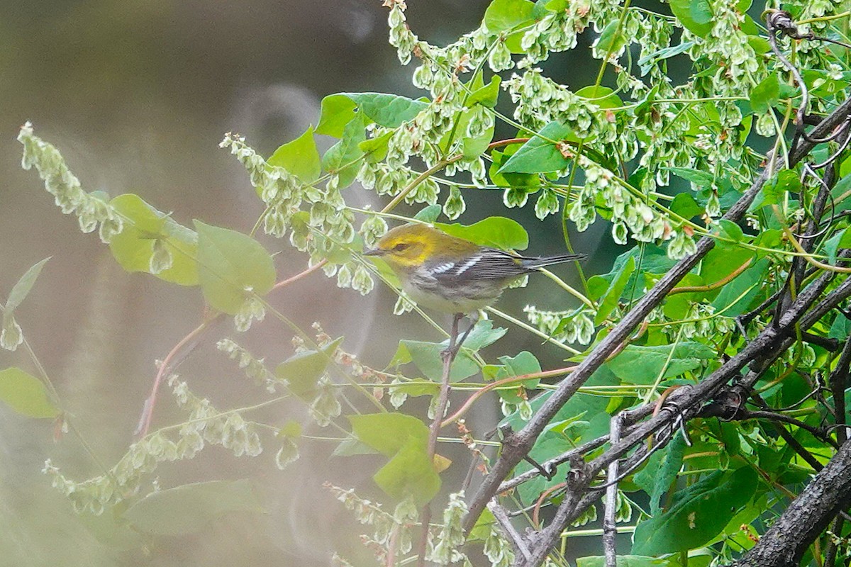 Black-throated Green Warbler - ML642438127