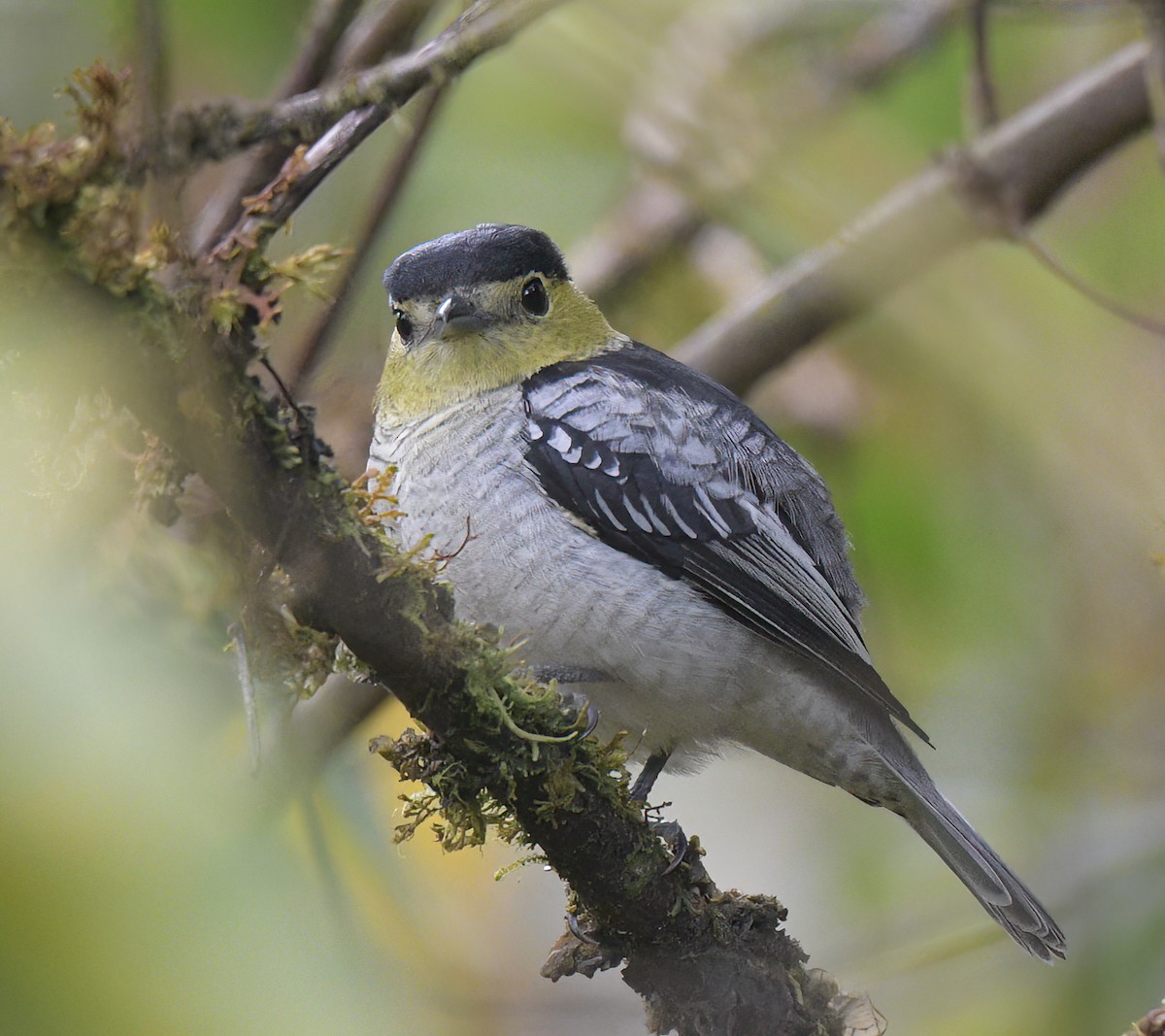 Barred Becard - ML642438164