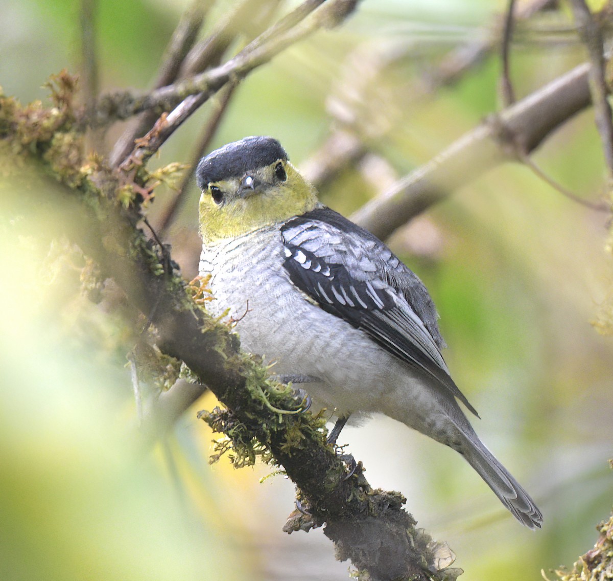 Barred Becard - ML642438165