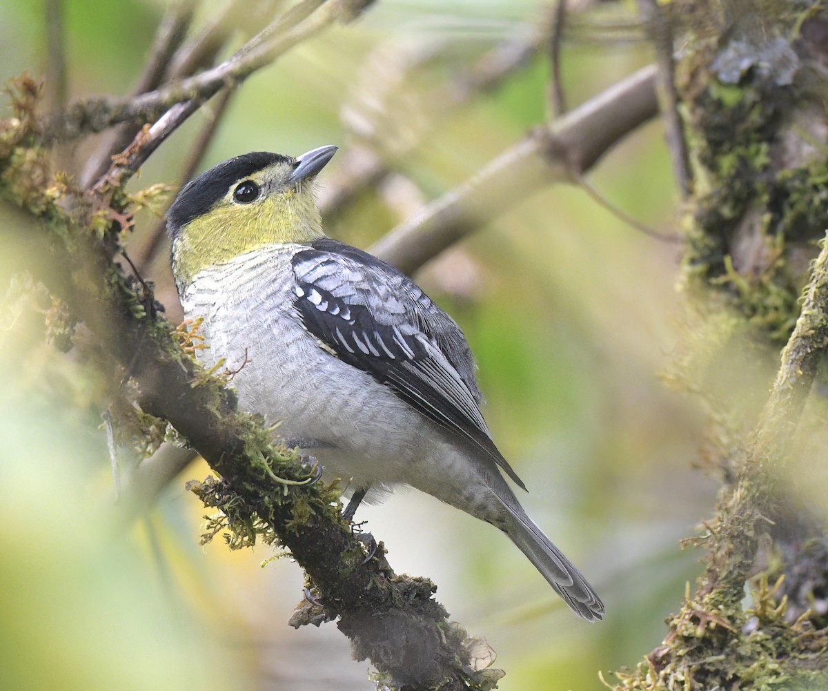 Barred Becard - ML642438166