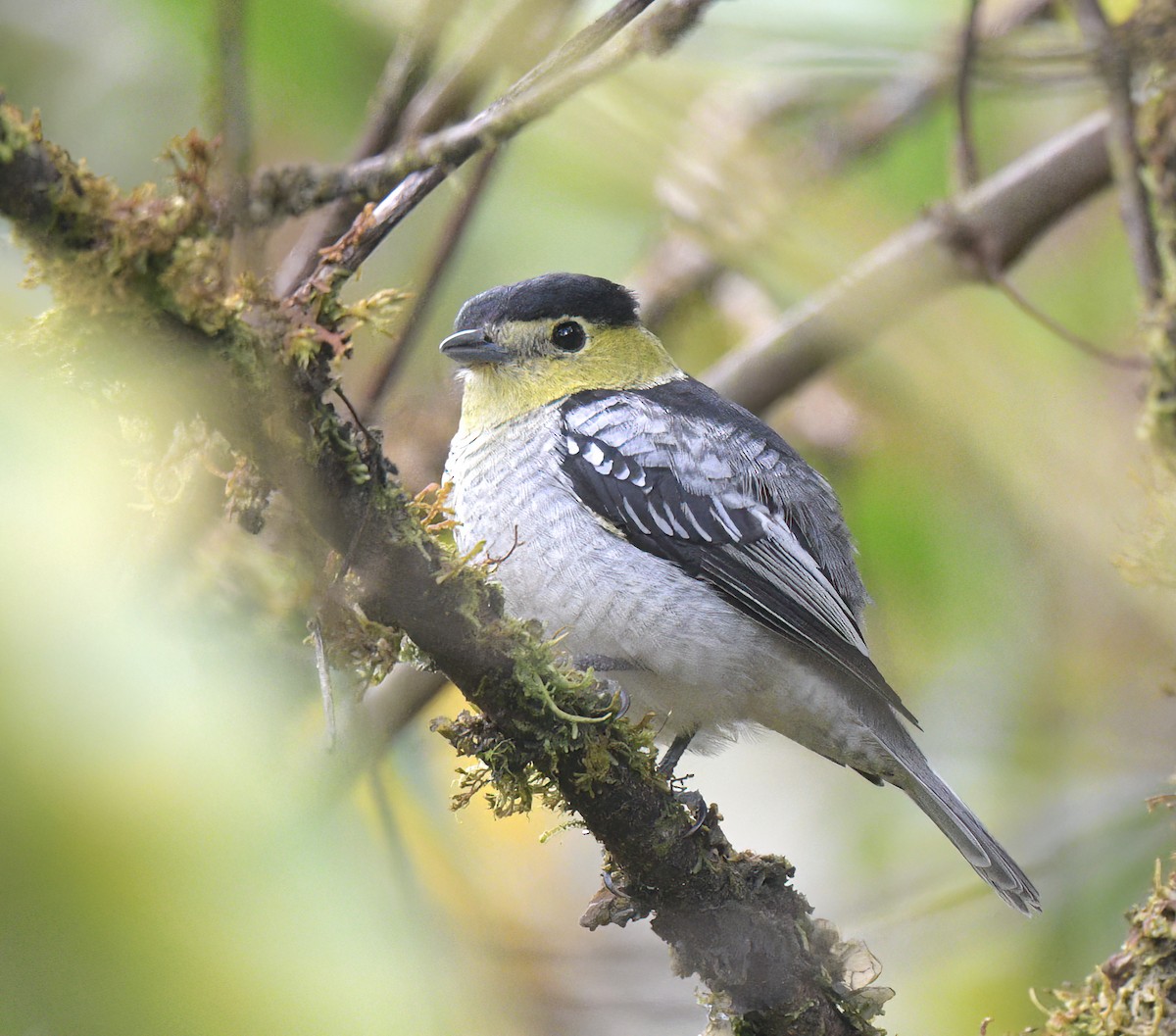Barred Becard - ML642438167