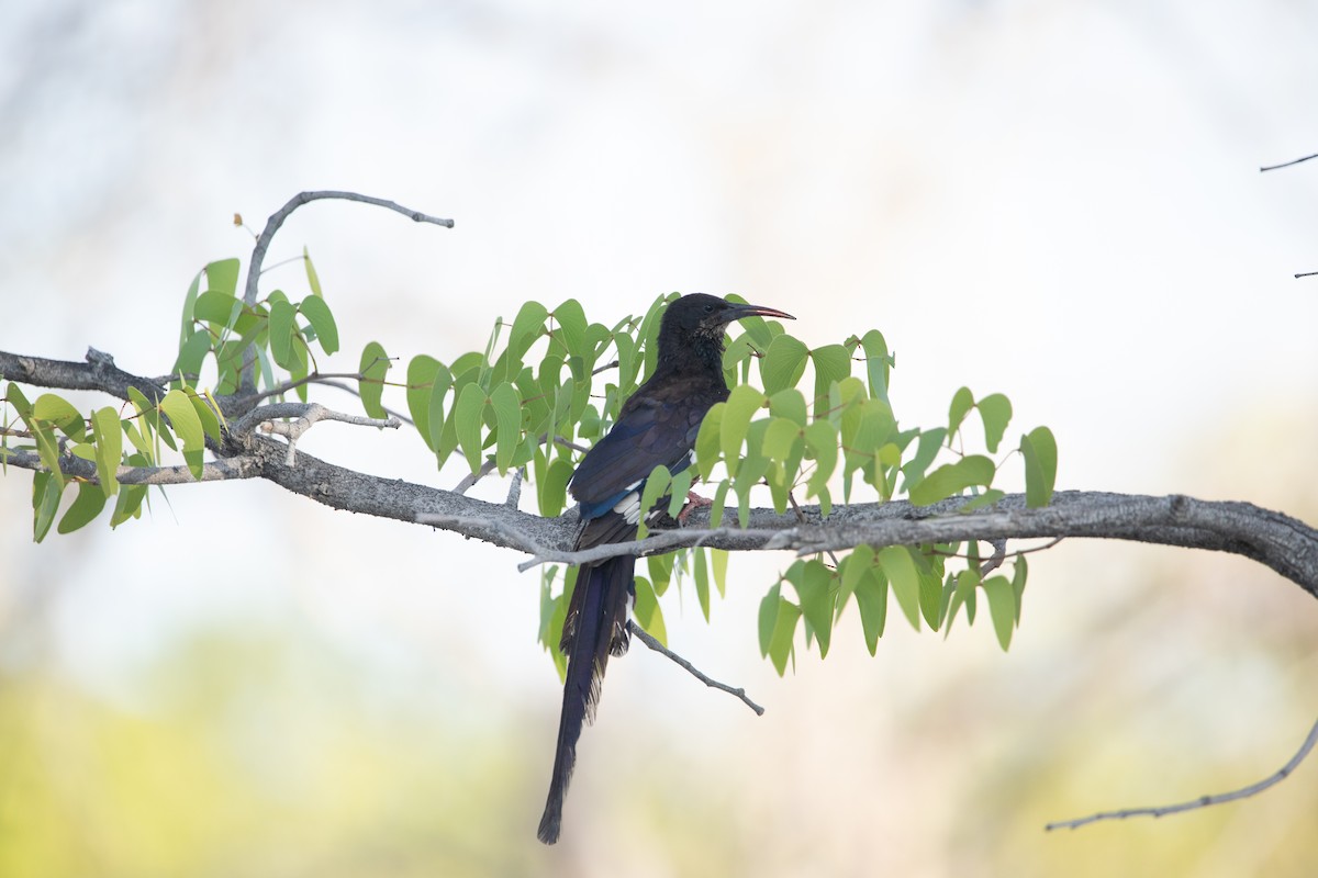 Violet Woodhoopoe - ML642438174