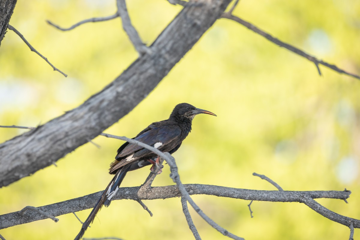 Violet Woodhoopoe - ML642438175