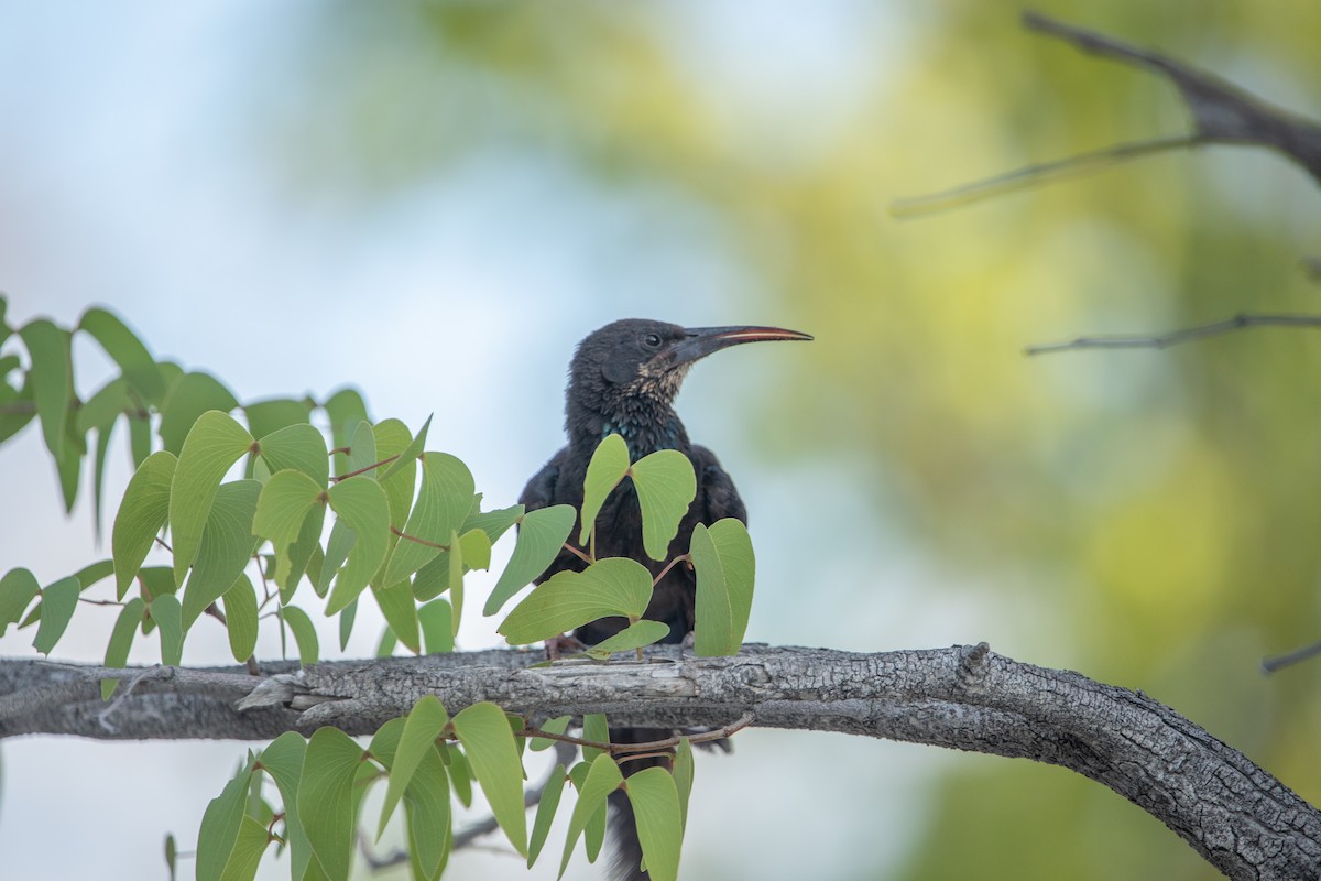 Violet Woodhoopoe - ML642438176