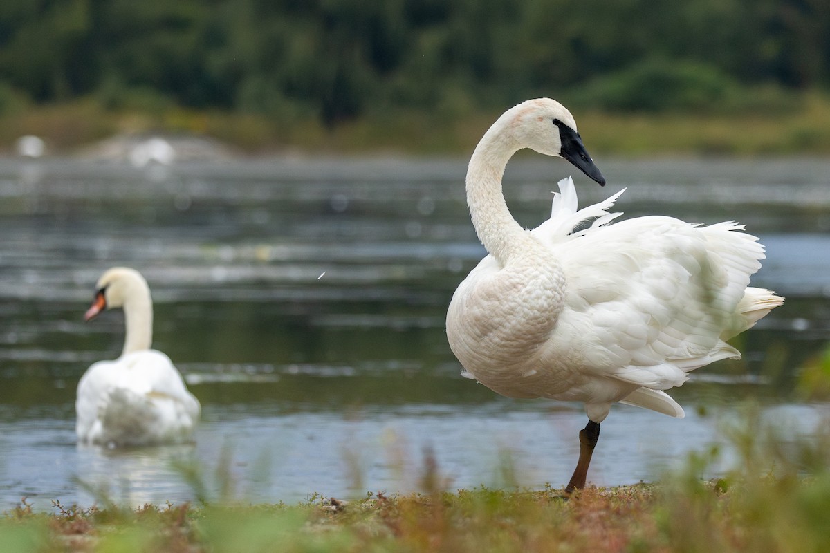 Trumpeter Swan - ML642438207