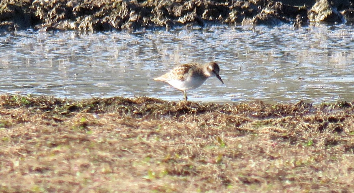 Least Sandpiper - ML642438216