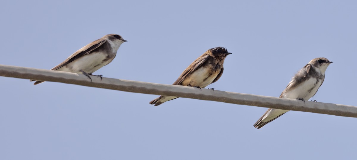 Bank Swallow - ML642438249