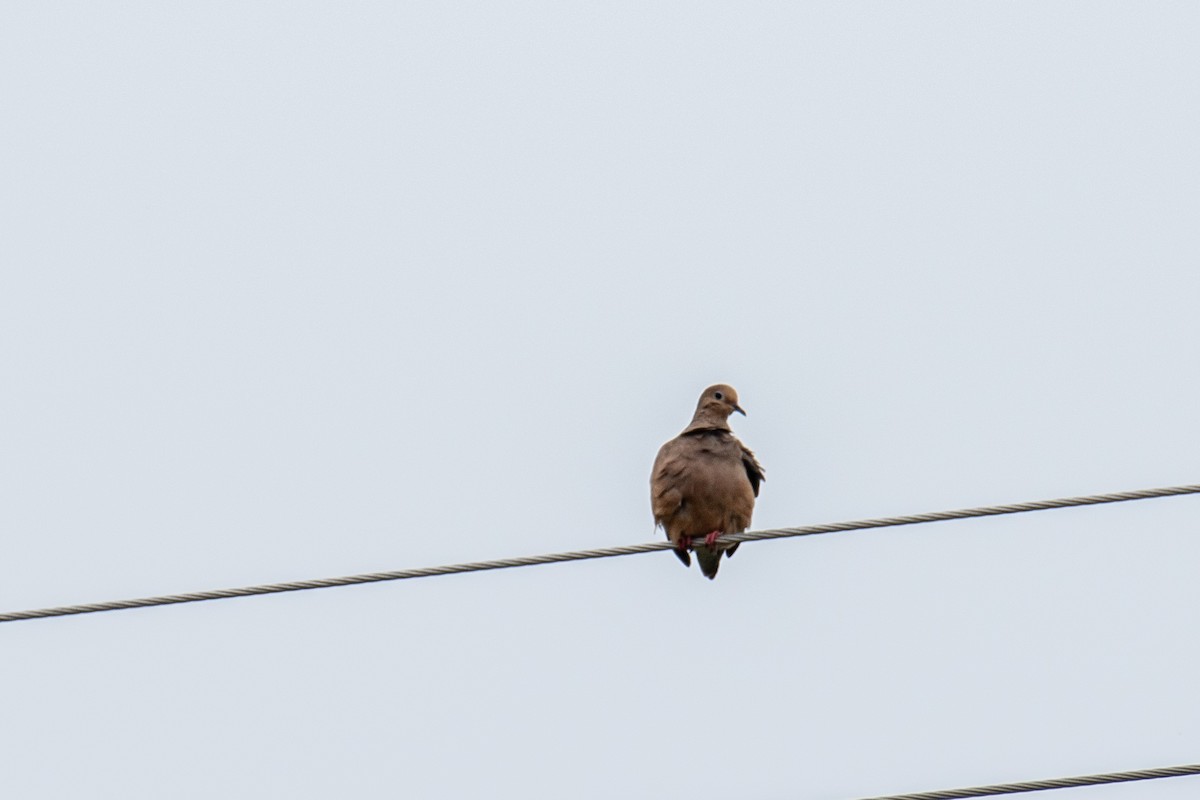 Mourning Dove - ML642438255