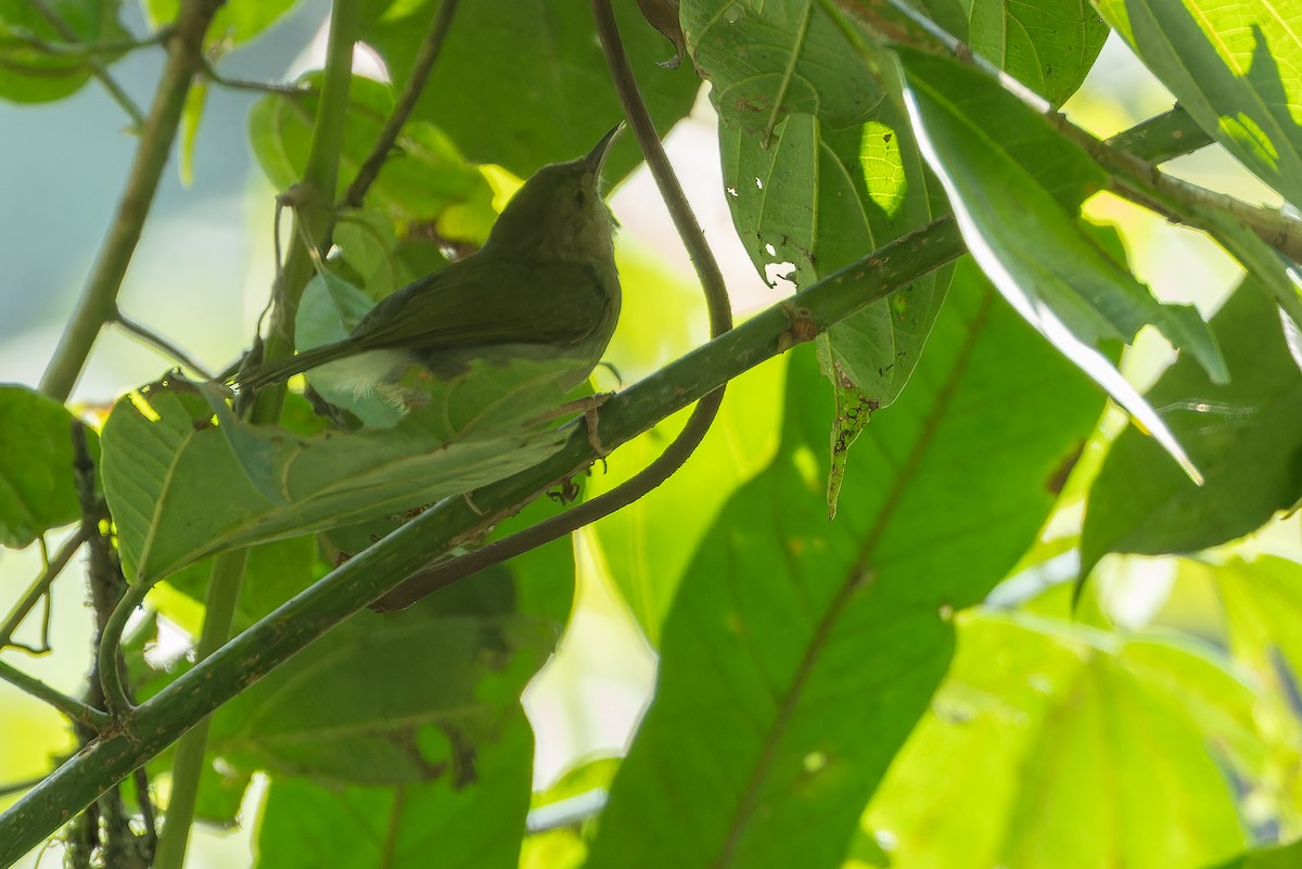Olive-green Camaroptera - ML642438264