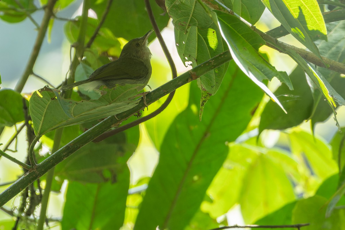Olive-green Camaroptera - ML642438266