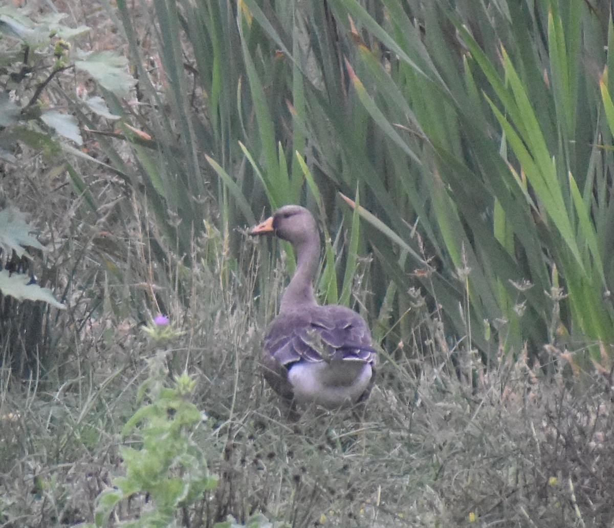 Greater White-fronted Goose - ML642438379
