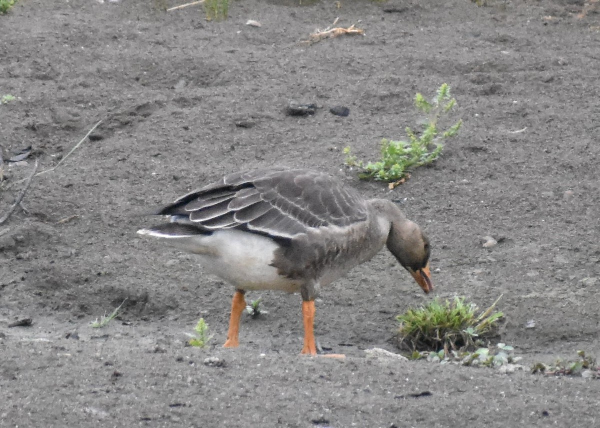 Greater White-fronted Goose - ML642438380
