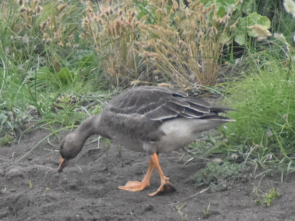 Greater White-fronted Goose - ML642438381