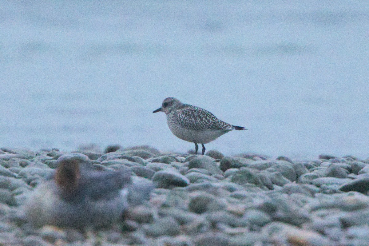 Black-bellied Plover - ML642438383
