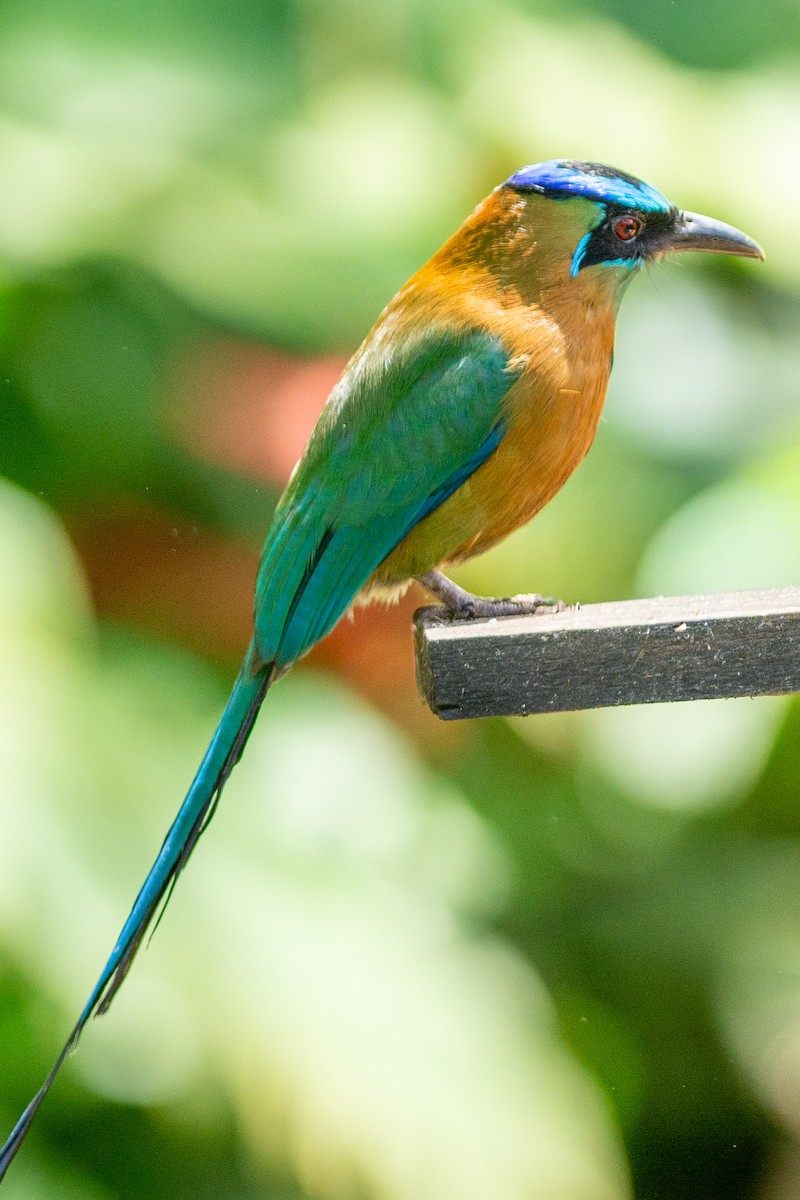 Diademmotmot - ML642438407