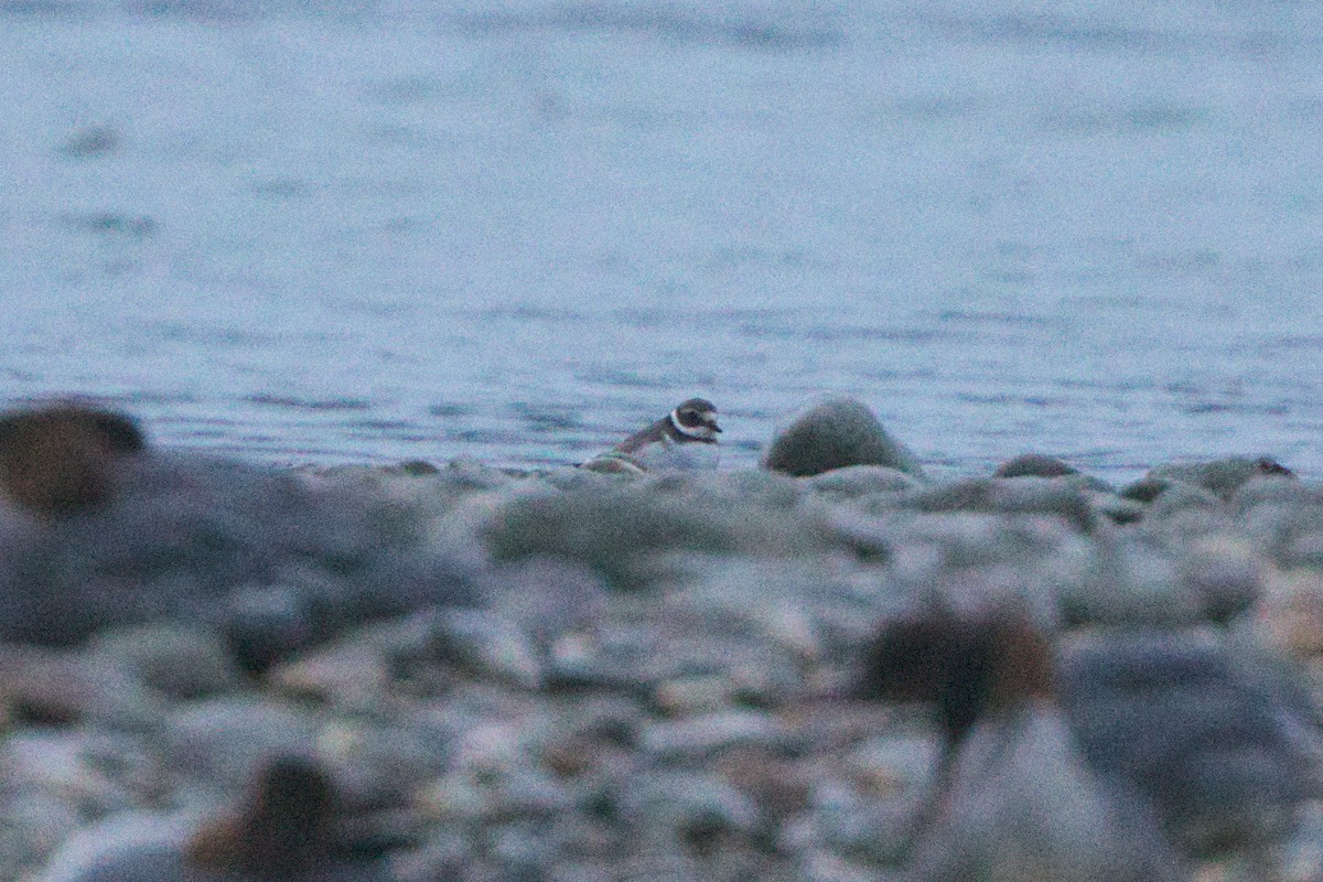 Common Ringed Plover - ML642438424
