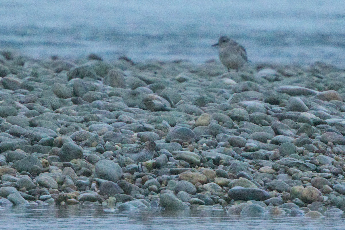 Dunlin - ML642438432