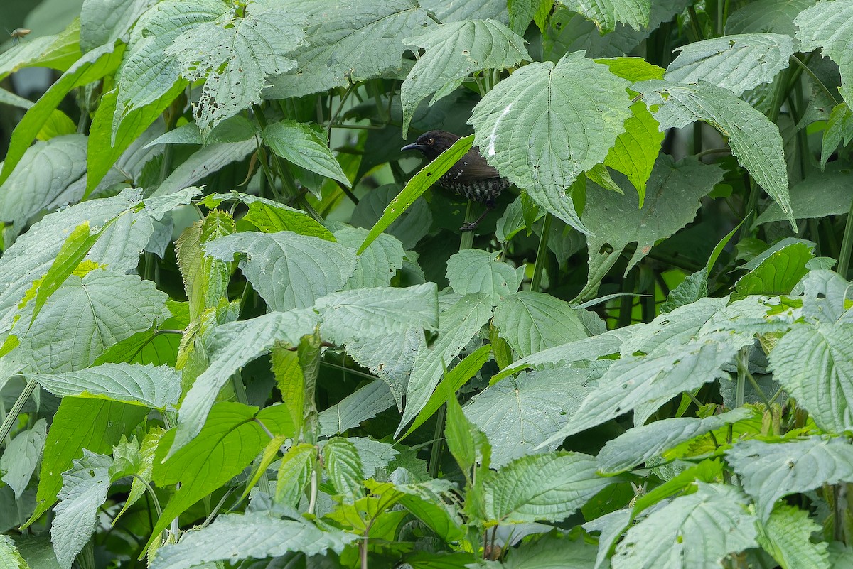 Banded Prinia (Black-faced) - ML642438464