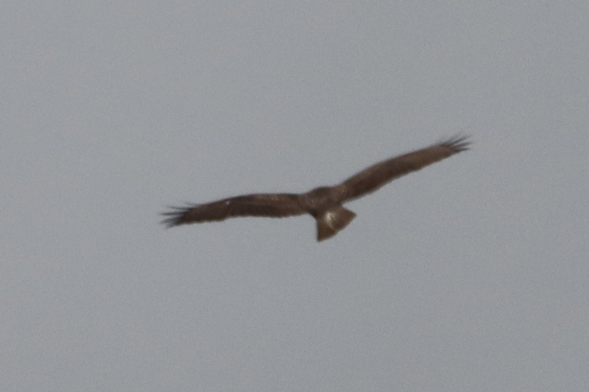 Common Buzzard (Canary Is.) - ML642438486