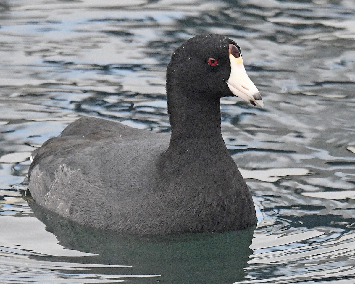 American Coot - ML642438540