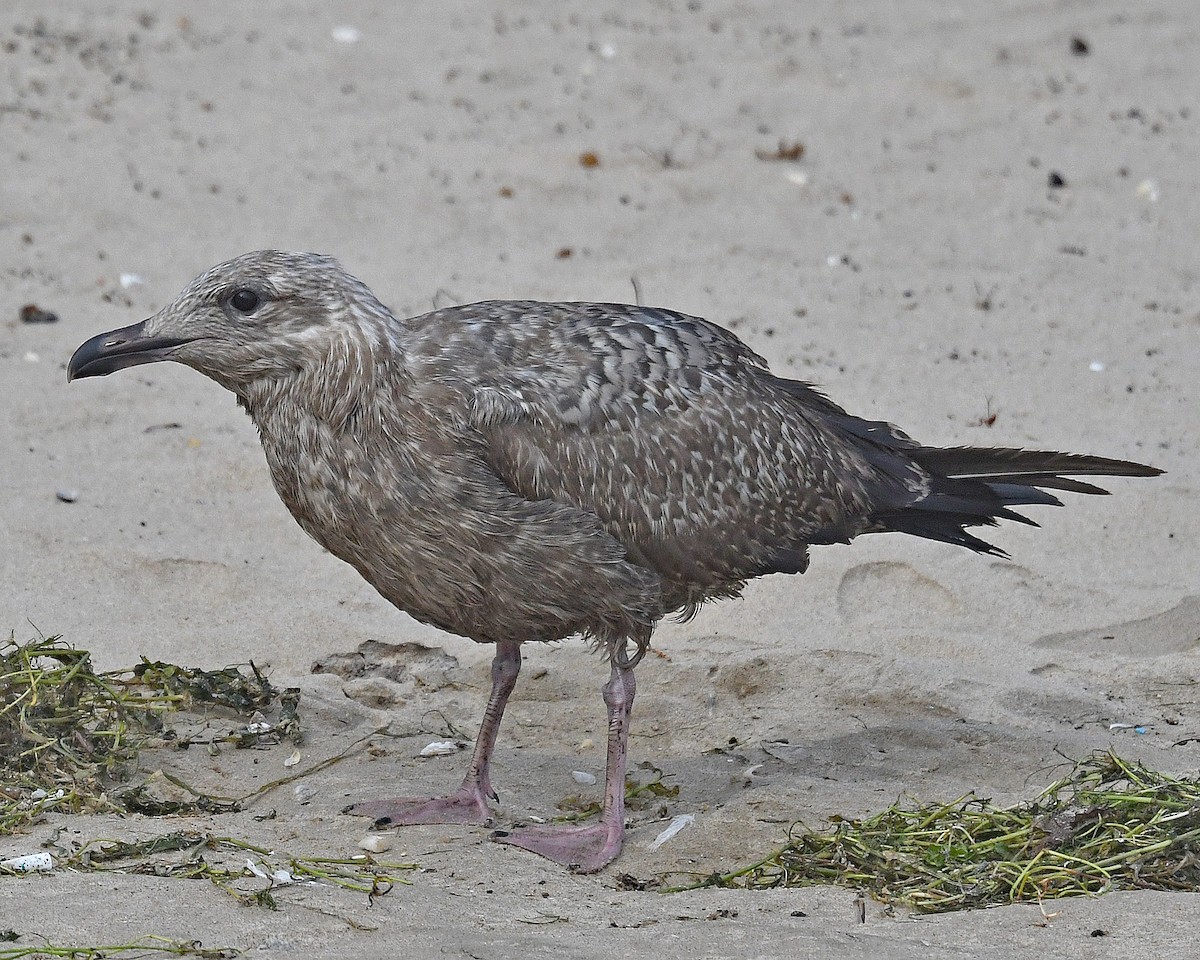 American Herring Gull - ML642438562