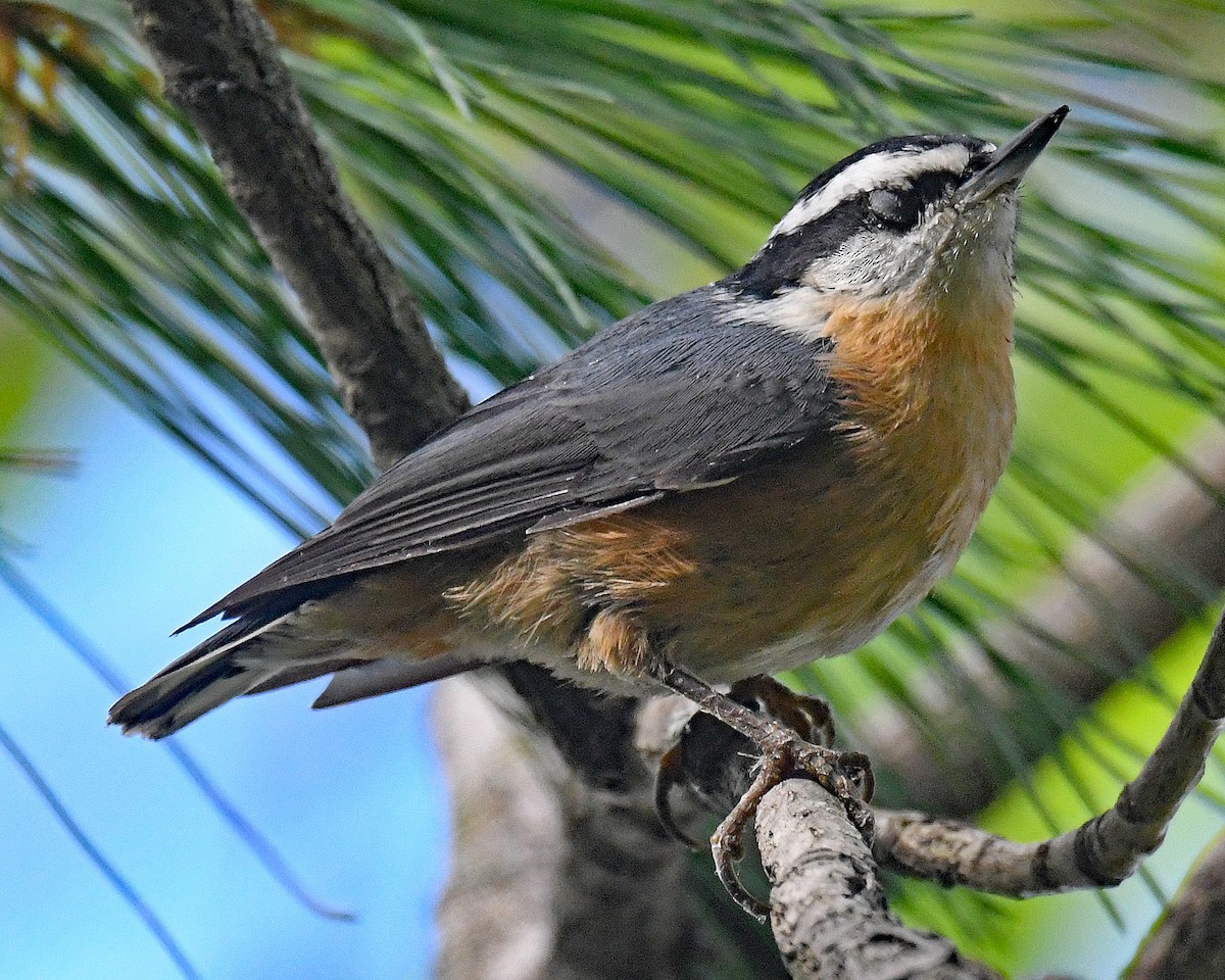 Red-breasted Nuthatch - ML642438572