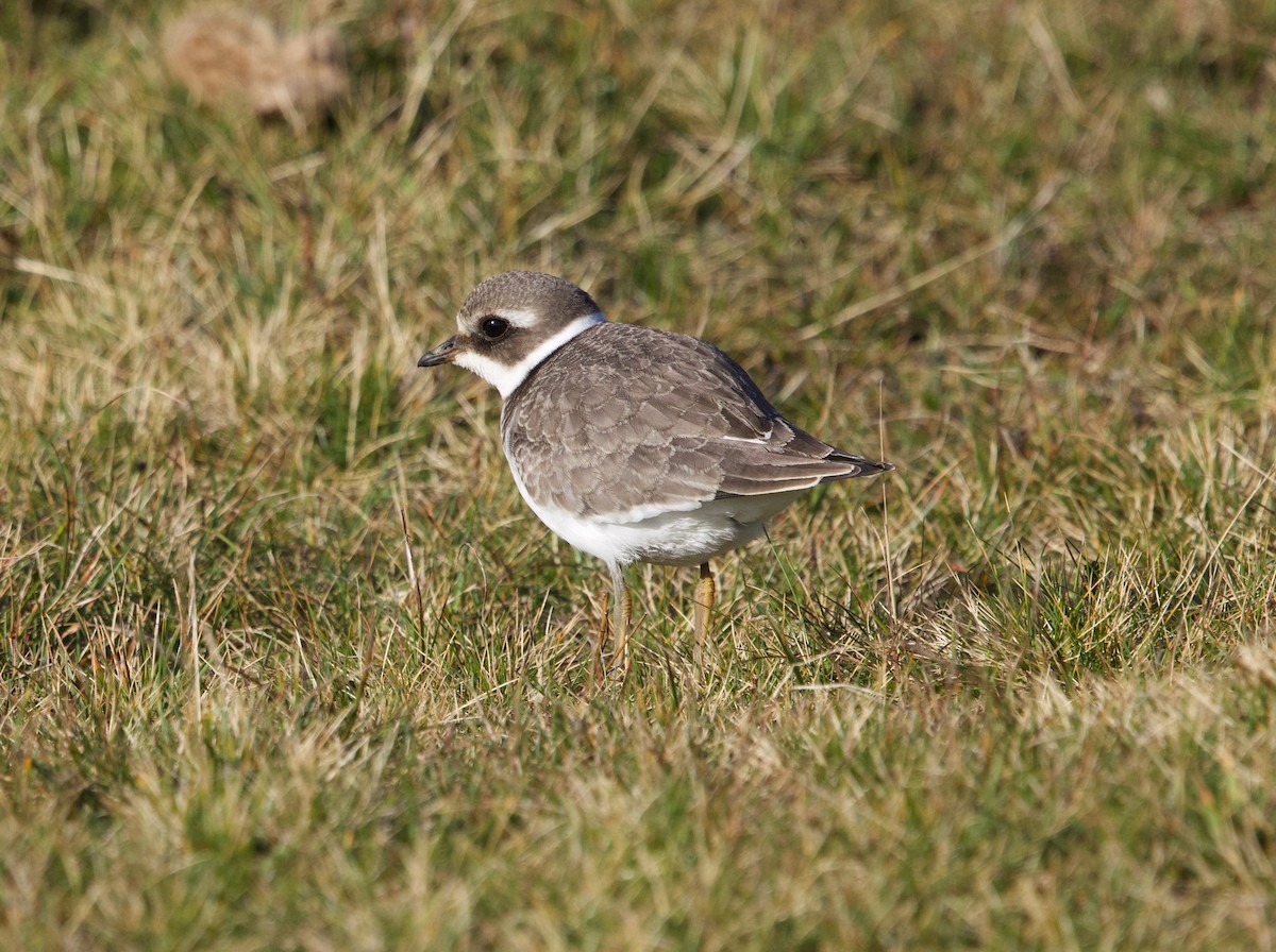 Common Ringed Plover - ML642438639