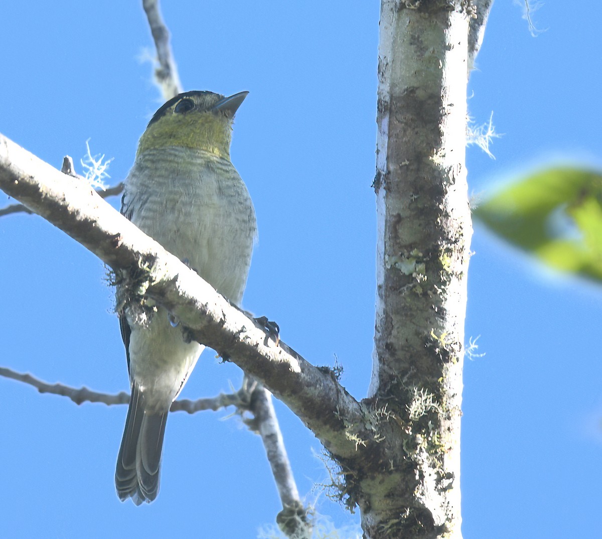 Barred Becard - ML642438648