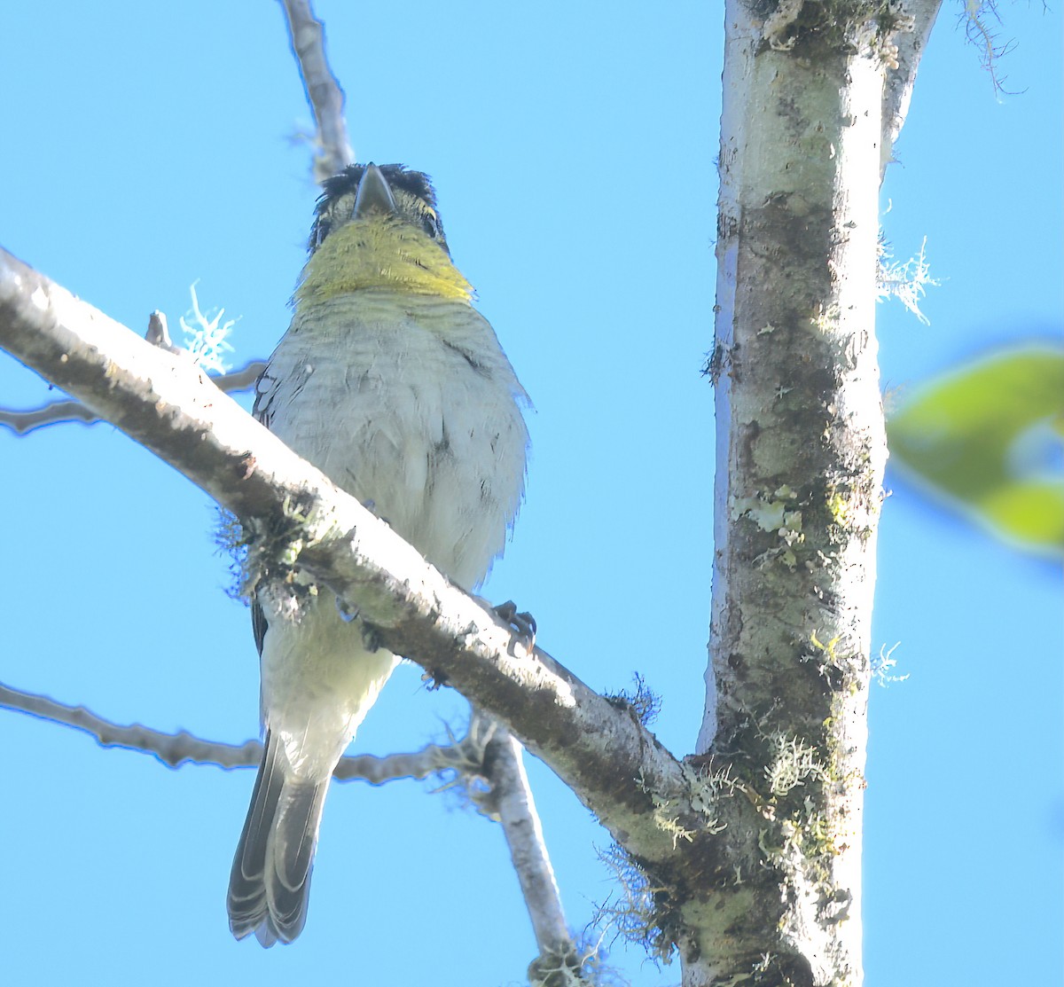 Barred Becard - ML642438649