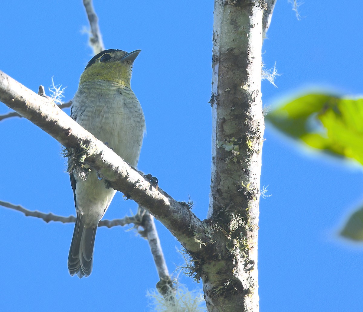 Barred Becard - ML642438650
