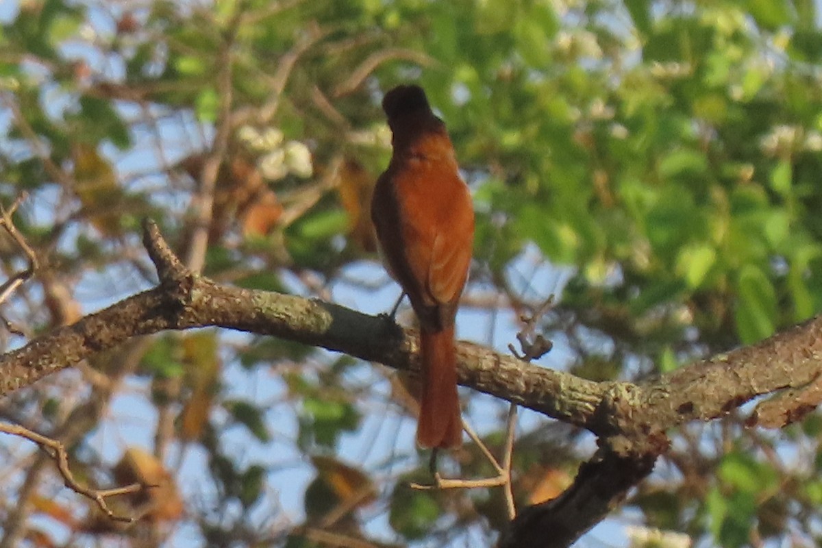 Rufous Casiornis - ML642438651