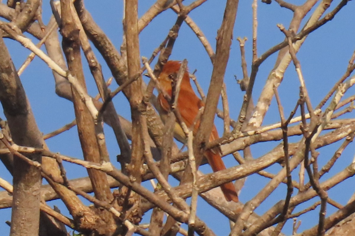Rufous Casiornis - ML642438652