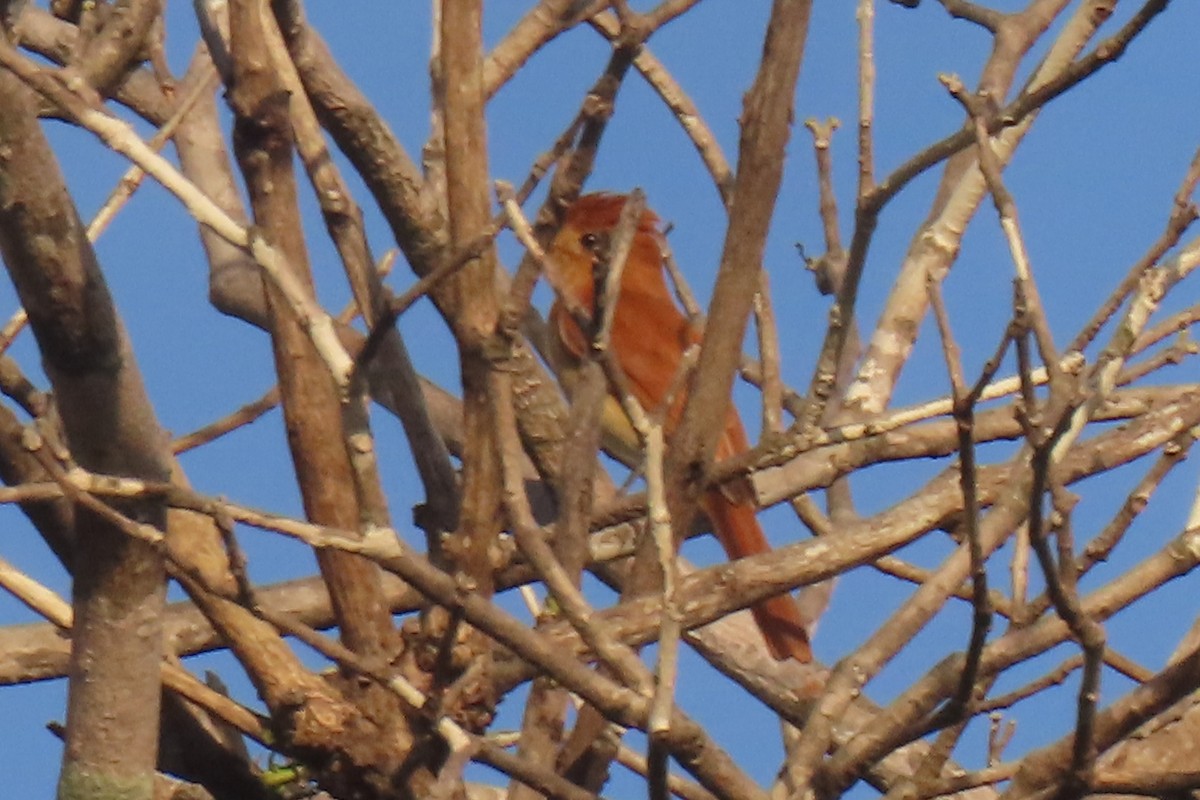 Rufous Casiornis - ML642438653