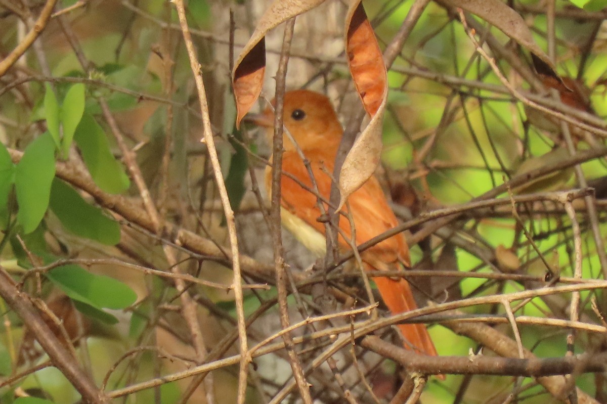 Rufous Casiornis - ML642438654