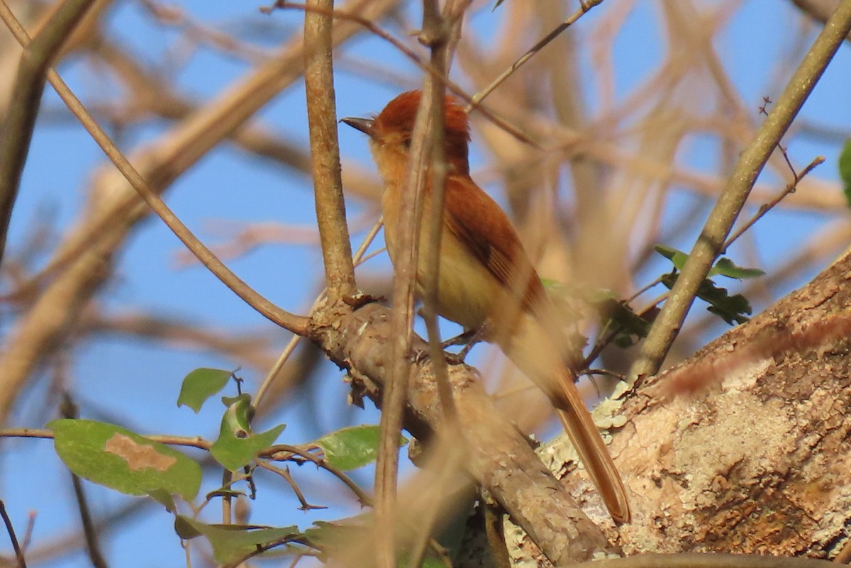 Rufous Casiornis - ML642438655