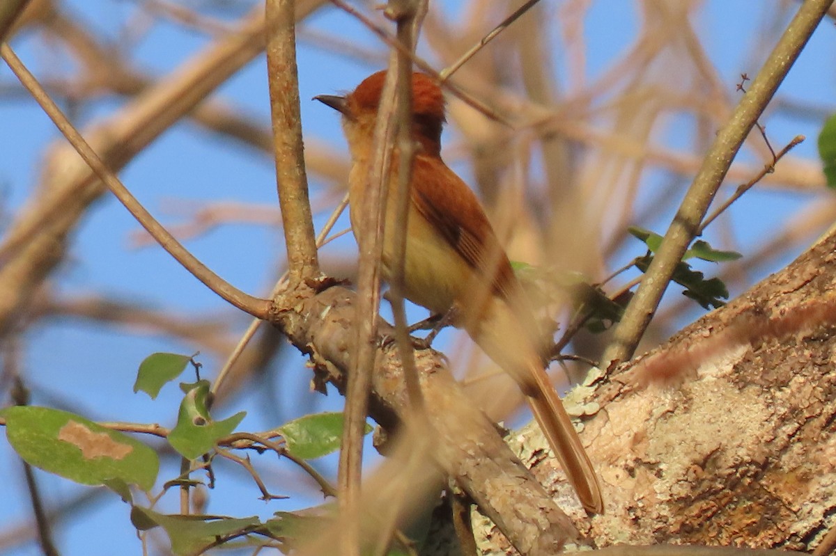 Rufous Casiornis - ML642438656