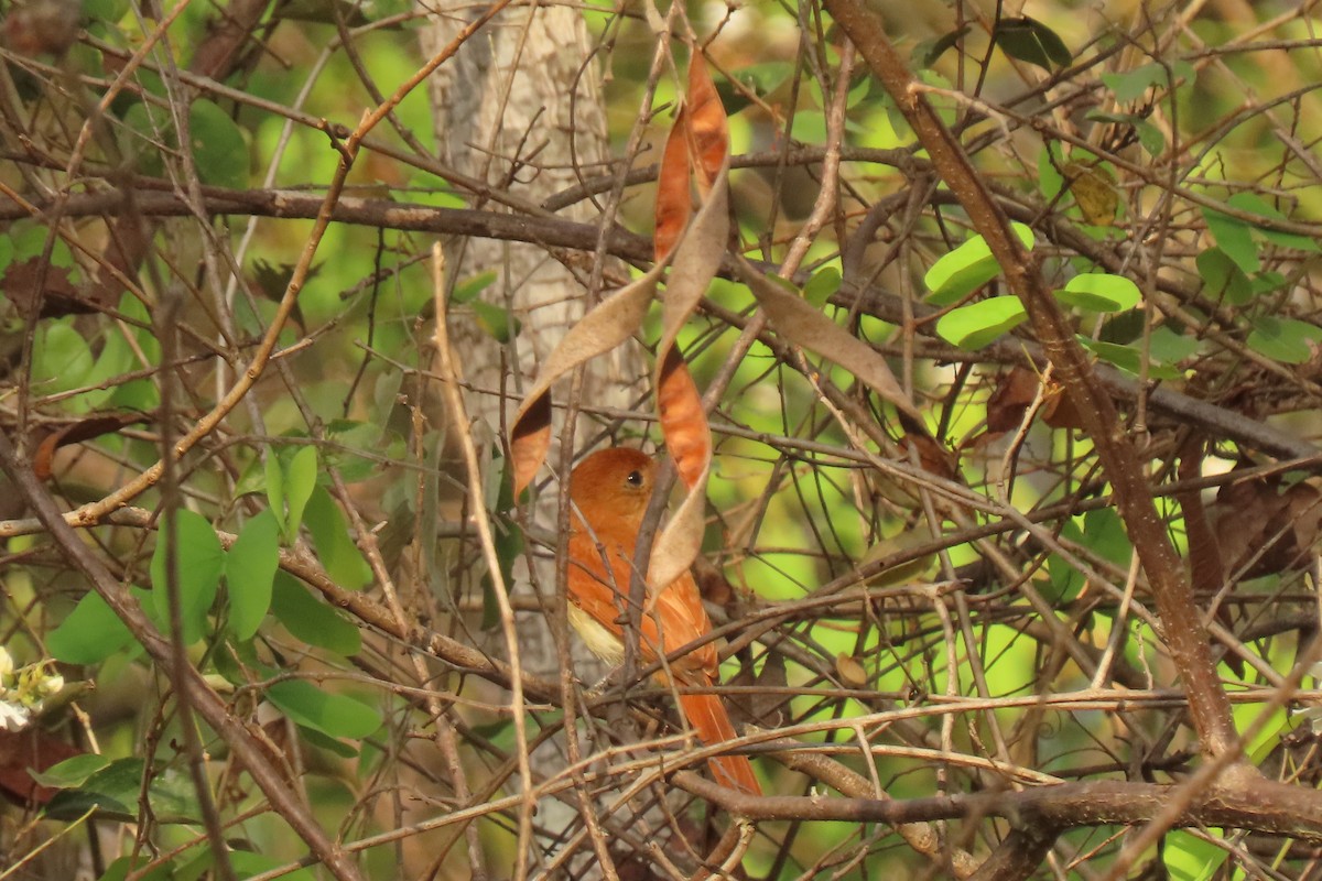 Rufous Casiornis - ML642438657
