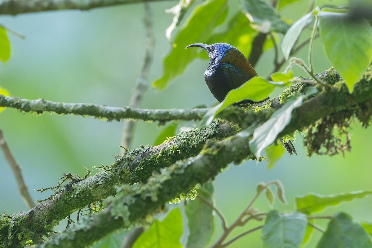 Blue-headed Sunbird - ML642438658