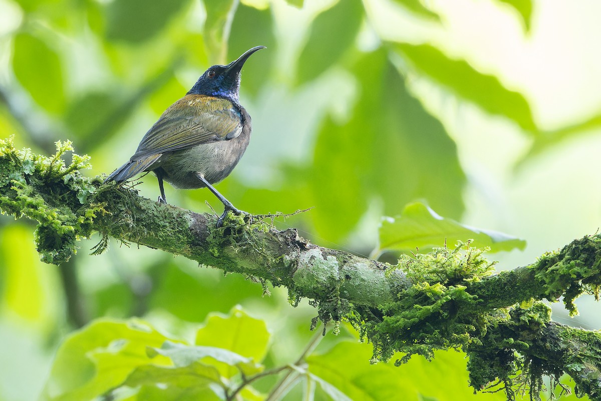 Blue-headed Sunbird - ML642438659
