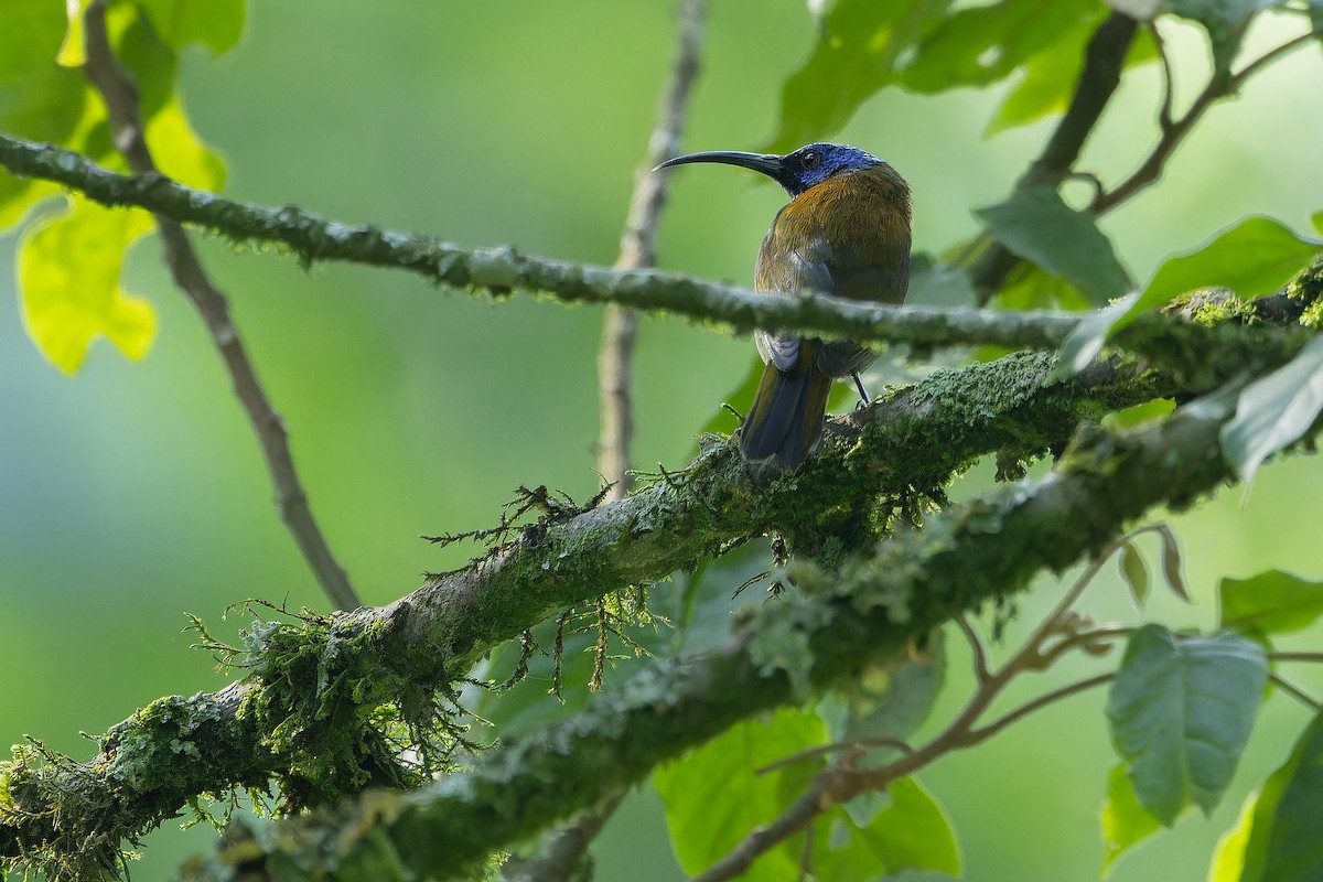 Blue-headed Sunbird - ML642438662