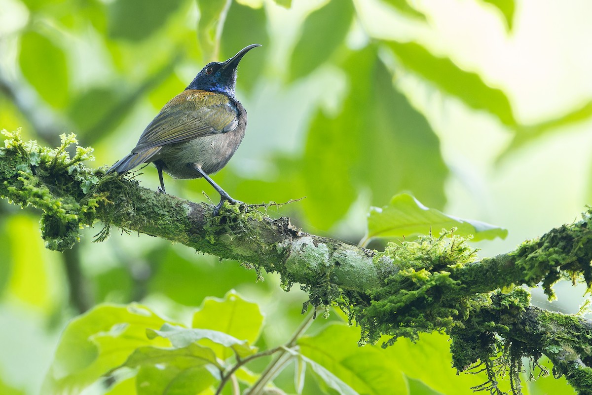 Blue-headed Sunbird - ML642438663