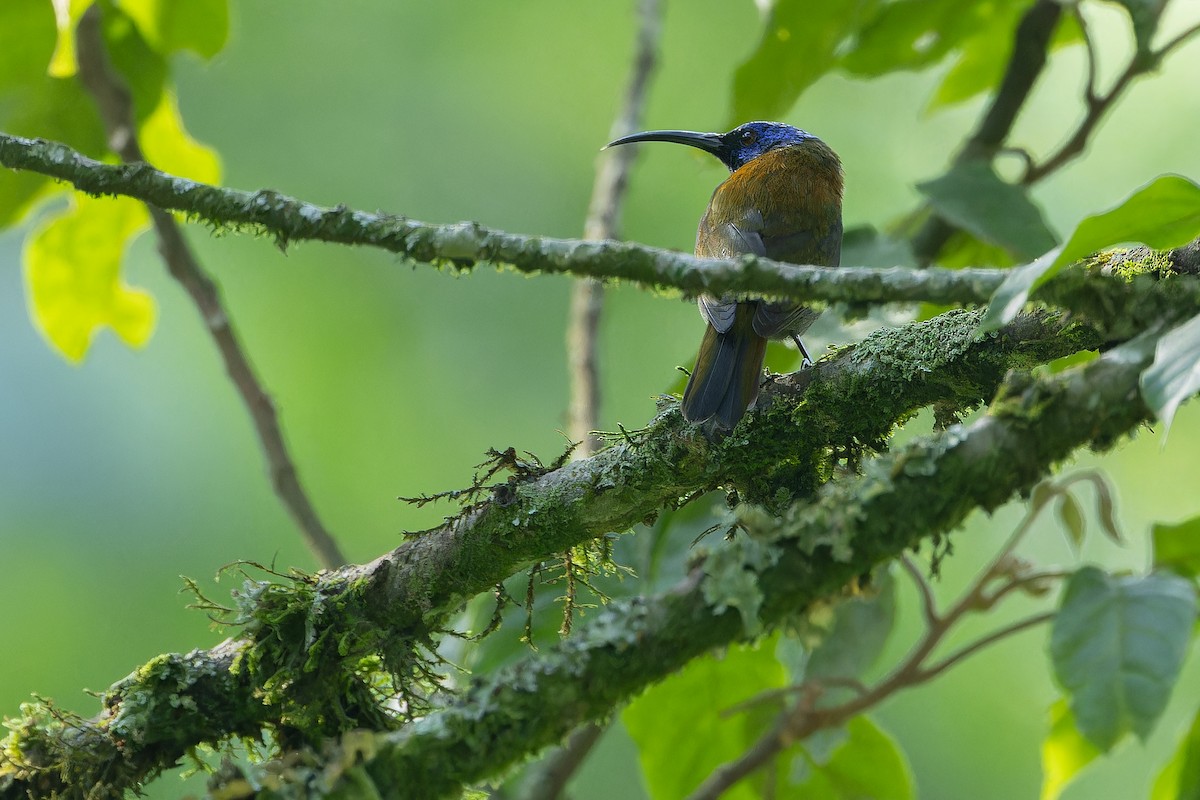 Blue-headed Sunbird - ML642438664