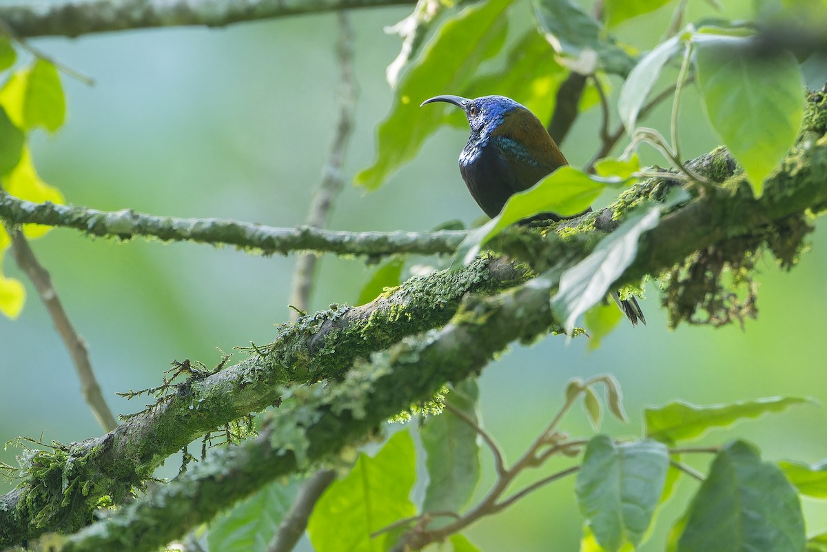 Blue-headed Sunbird - ML642438665