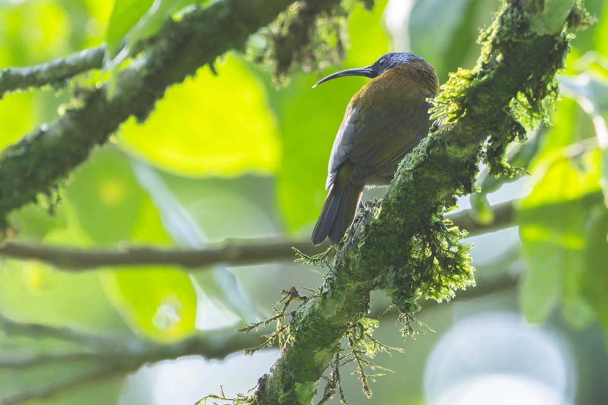 Blue-headed Sunbird - ML642438666