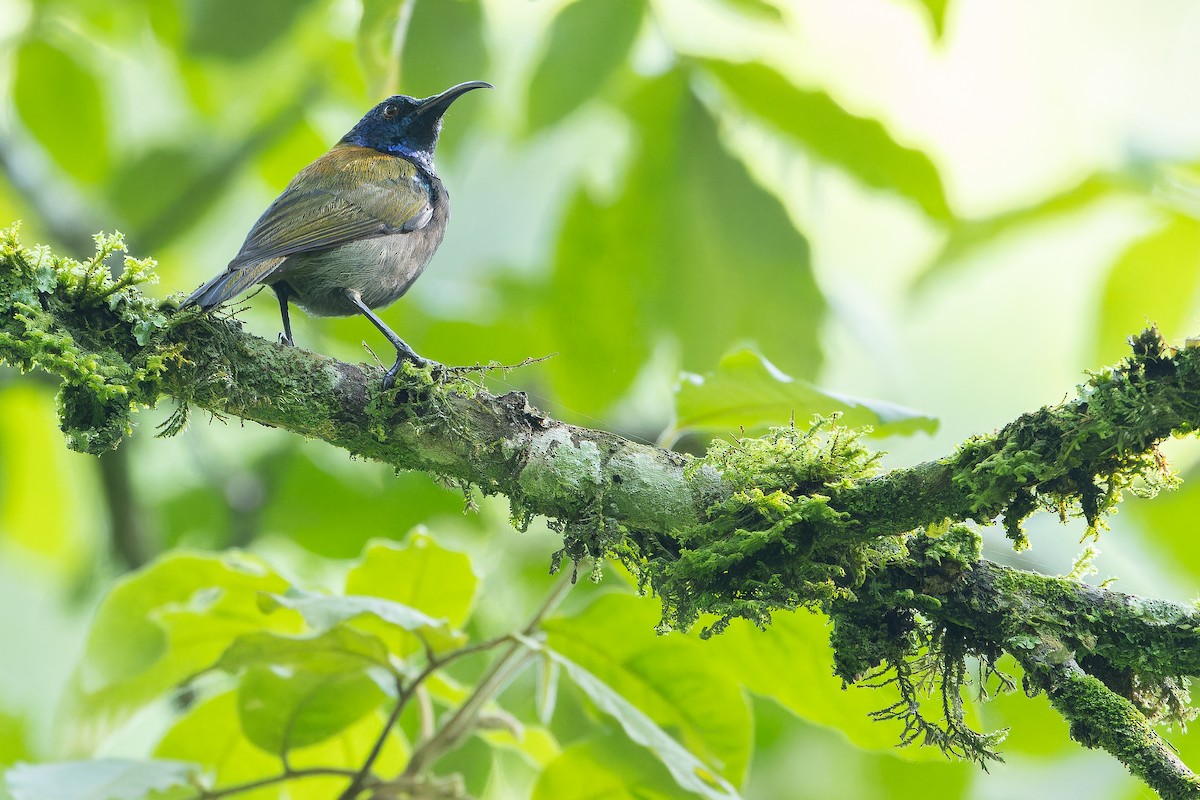 Blue-headed Sunbird - ML642438668